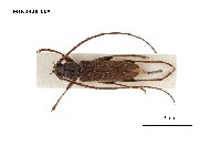 藏品(胸條薄翅天牛)的圖片